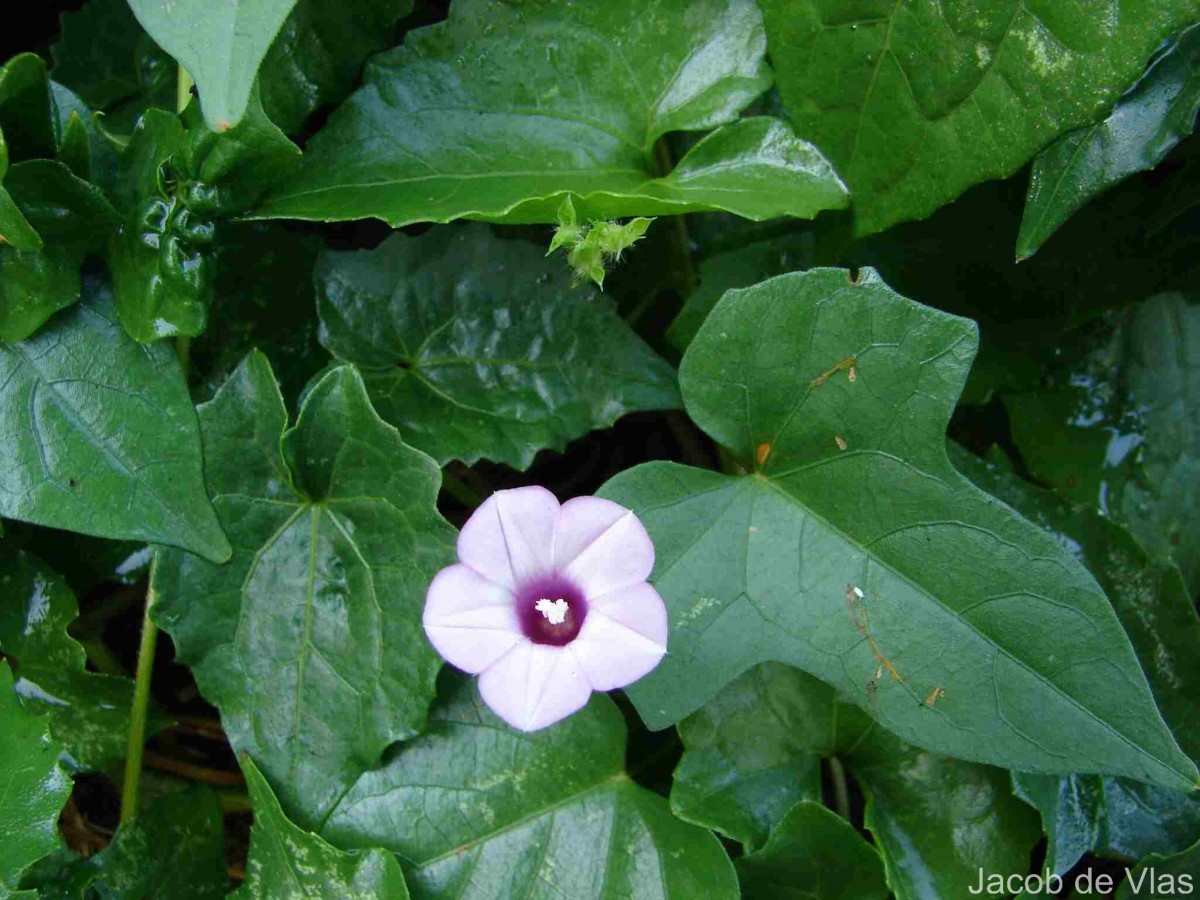 Ipomoea triloba L.
